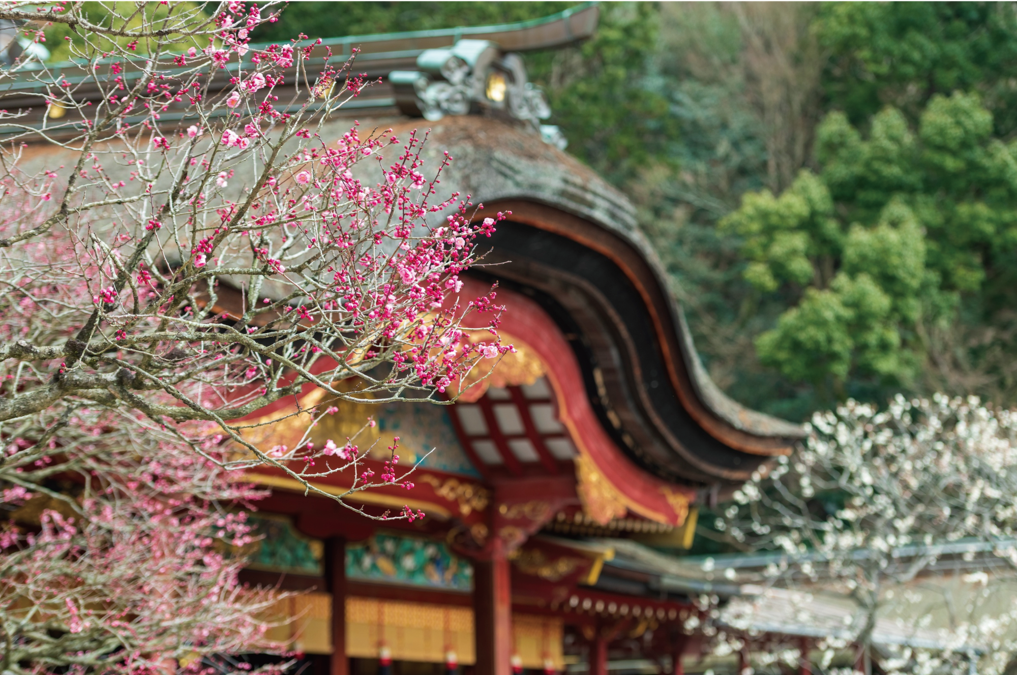 悠泉雅語．福岡雅致五日