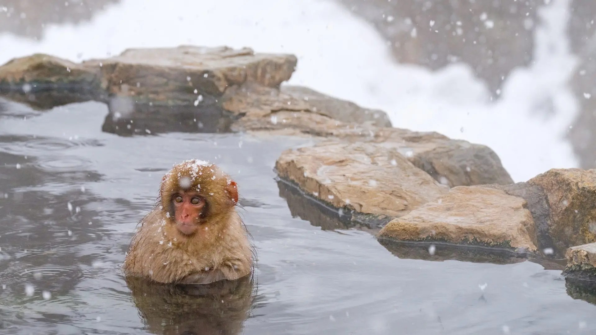地獄谷野猿公苑(雪猴泡湯)