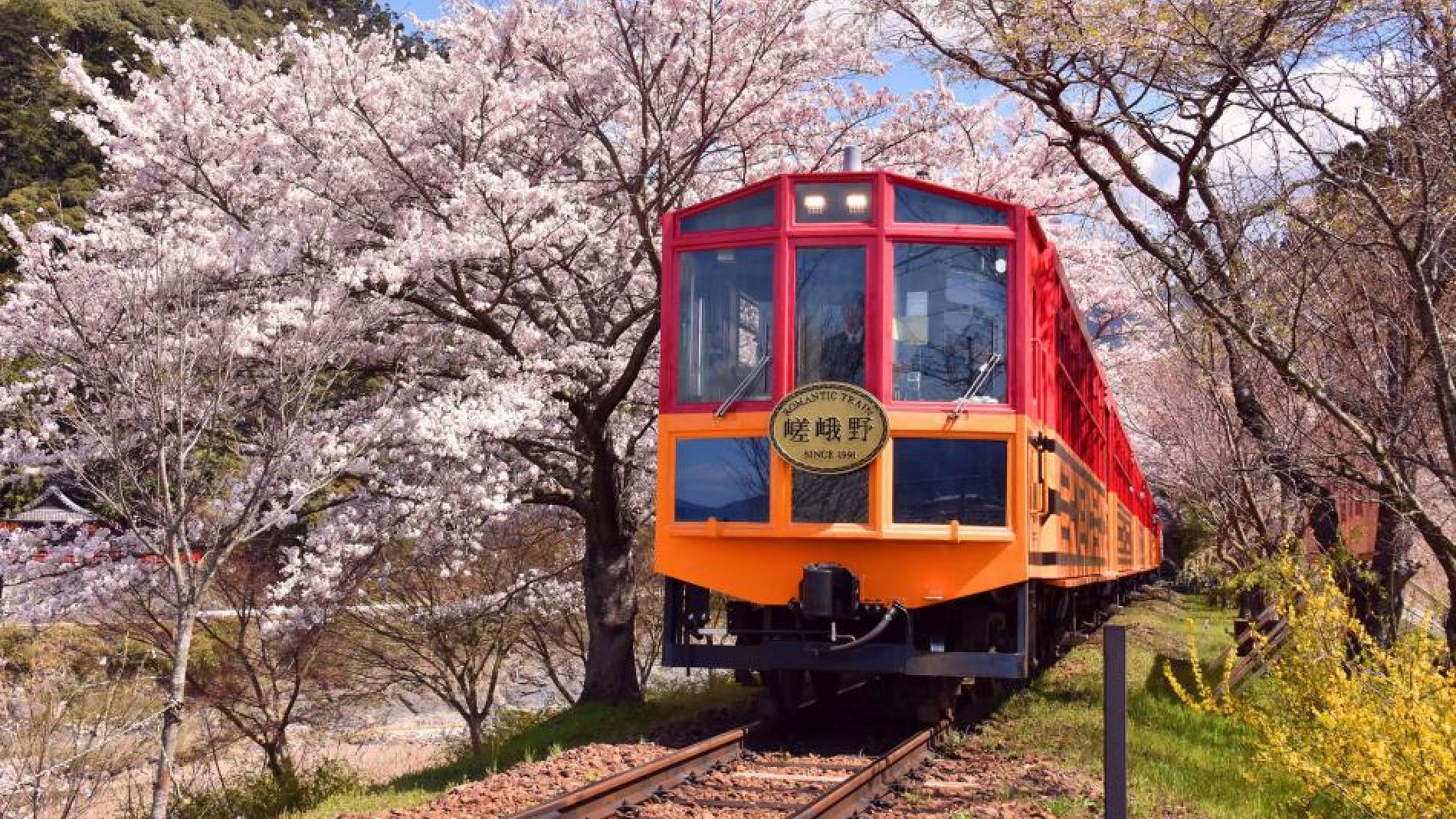 嵐山小火車-櫻