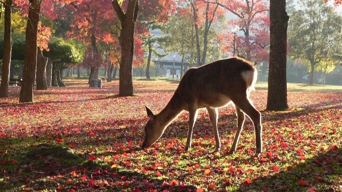 奈良公園